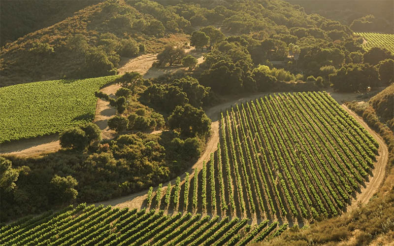 Pisoni Vineyards